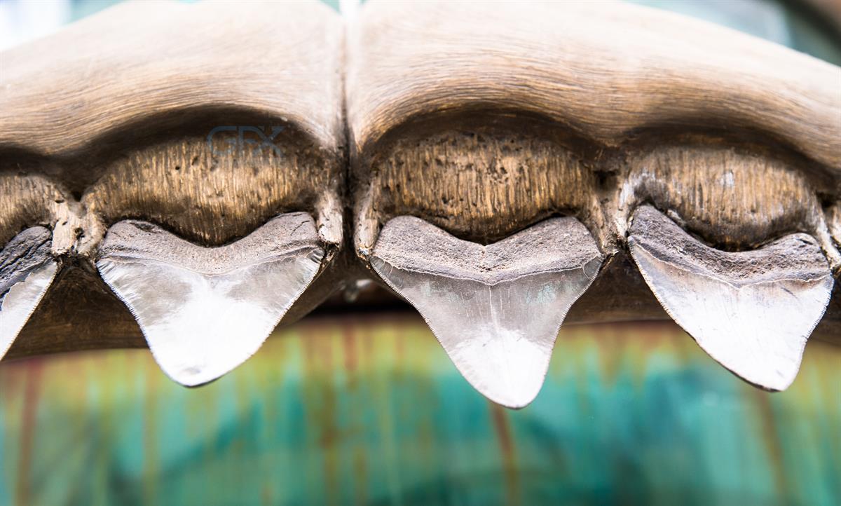 دندان‌های کوسه Shark Teeth عکس استوک