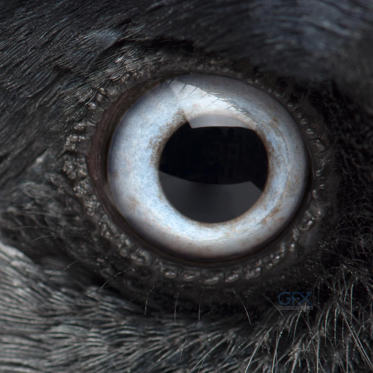 نمای نزدیک چشم Jackdaw غربی | Corvus monedula