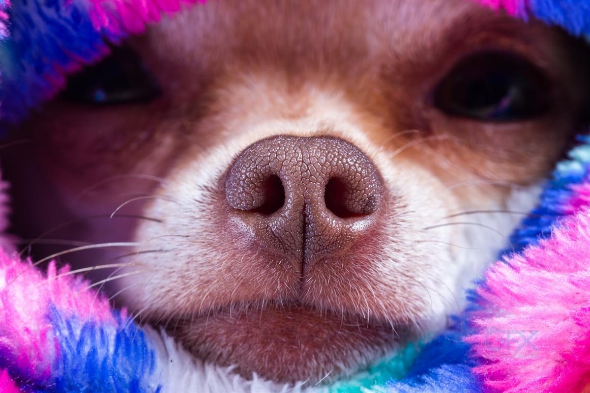 Chihuahua Nose Up Close With Patterns And Texture In Sharp Focus